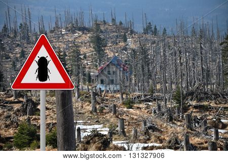 Colorful and crisp image of bark beetle zone at mount Rachel