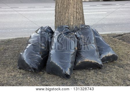 spring street cleaning - black garbarge bags with dry leaves near tree on lawn along city street Moscow Russia
