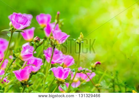 Portulaca Grandiflora (moss-rose Purslane Or Moss-rose), Family Portulacaceae..