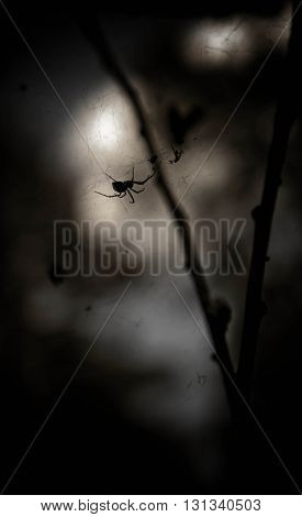 dark, black trees, gloomy types, night in the wood,spider on a tree branch