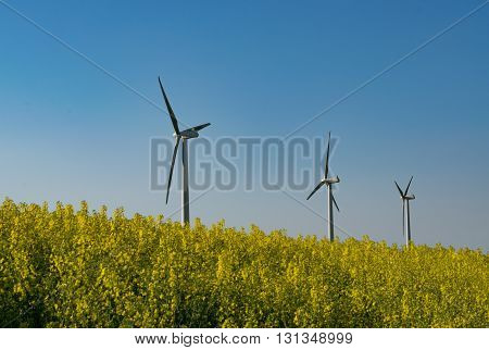 Renewable energy - wind turbines on yellow rapeseed against blue sky