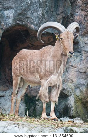 Brown Mountain Goatstanding In Front Of The Cave