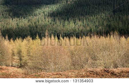 Pine trees in a woodland Ireland Europe