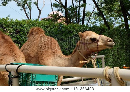 cute brown camel in park in thailand
