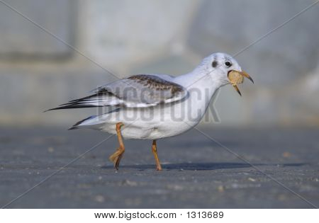 Måge