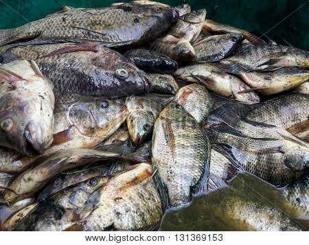 close up die Oreochromis niloticus fish in enamelware