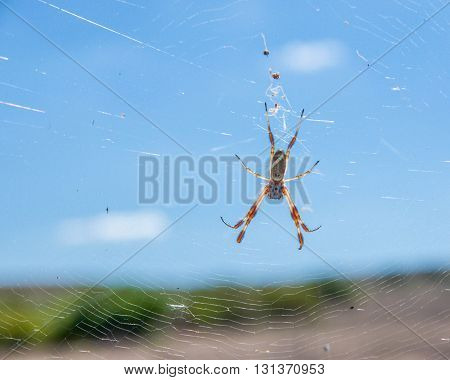 Golden orb weaving spider suspended on a wheel shaped web with black body and banded white and brownish orange legs white a blurred blue sky background and rolling hills.
