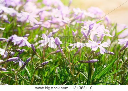 Set of spring lilac flowers last towards to the sun. A light source in the right top corner a close up small depth of sharpness.