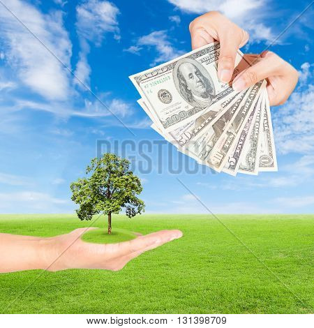 Carbon credits concepthand holding tree and US Dollars banknote against green field and blue sky background