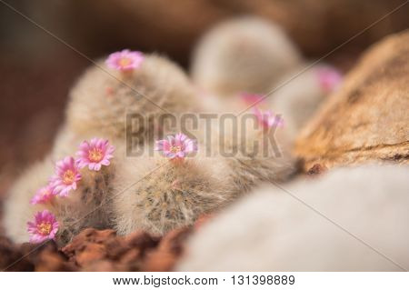 The spherical cactus in the desert. nature