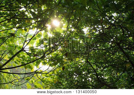 Beams of the sun break through the branches of tree. Sun through the branches of trees. The sun shines through the thick juicy green branches in a forest