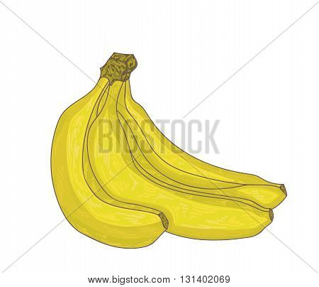 Bunch of bananas isolated on white. Vector illustration.