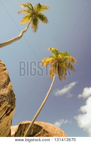 Two palm trees with rocks in The Baths Virgin Gorda BVI