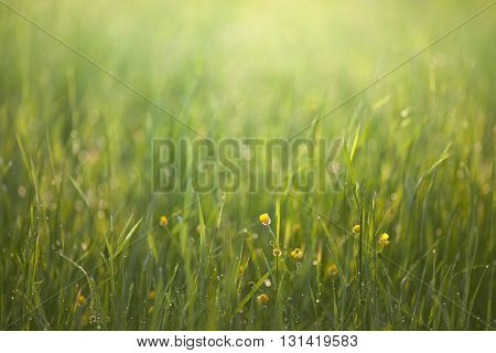 Sunrise in a green grass with spots of flare from dew.