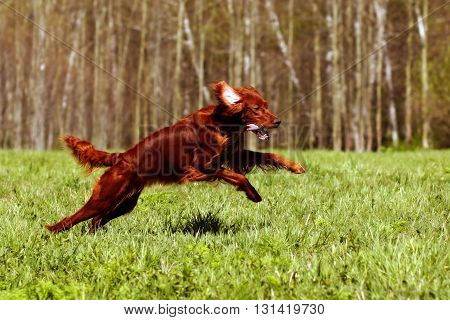 happy dog Irish setter jumping in the grass in the summer have fun playing