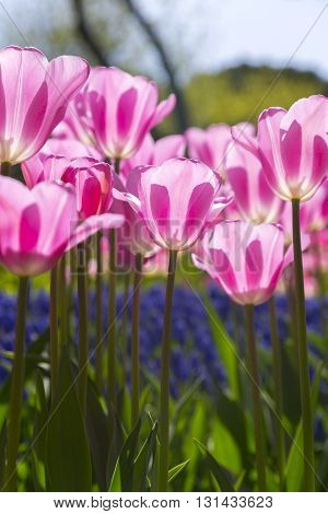 Beautiful tulips blossoms, fresh spring flowers, flowerbed
