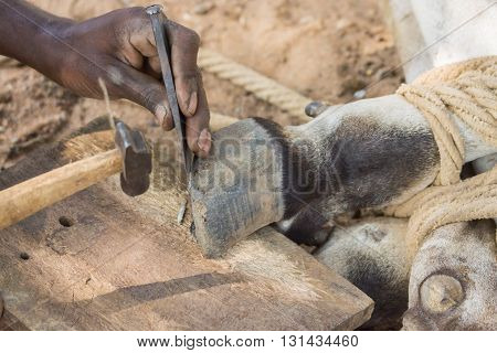 Chettinad India - October 16 2013: Blacksmith near Namunasamudran cleans buffalo foot. Action photo focus on hands blacksmith and feet of animal.