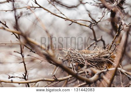 The nest left by birds in an autumn garden.