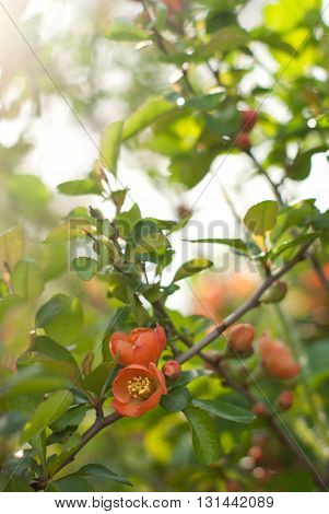 Flowers of the Japanese quince in dawn beams.