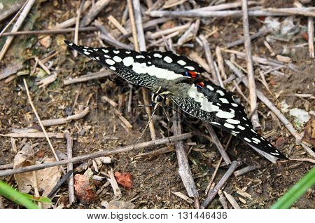 butterfly stay on the ground to dried their wing