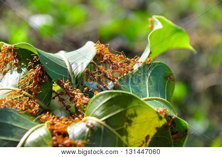 A group of ant collaborate to build up their nest