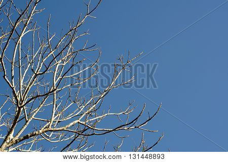 tree with no leaf on clear blue sky