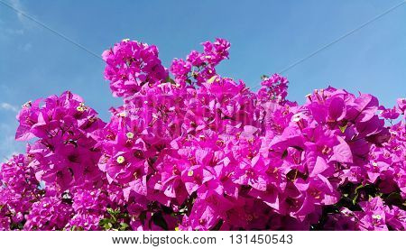 Pink bougainvillea flowers against blue sky background