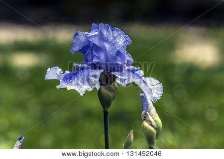 Indigo iris flower corolla close up outdoor