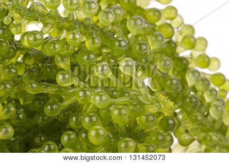 Green Caviar On White Background
