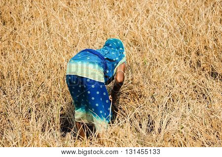 Back view of a woman harvesting rice Orissa India