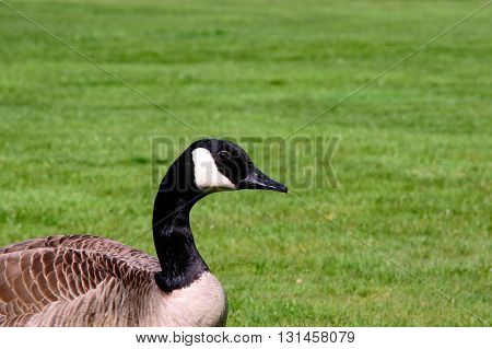 Canda goose closeup on the left and a fresh green grass background