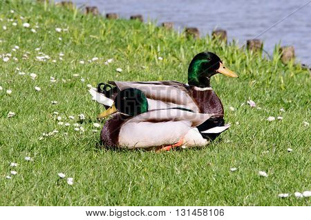 Two wild mallard ducks resting in the sun on fresh green grass next to a lake