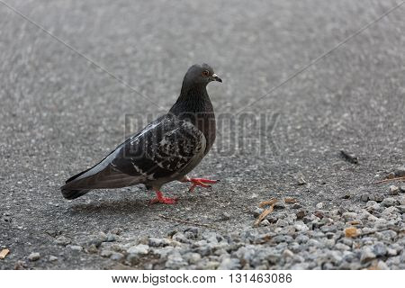 a cute pigeon iwalking n the street