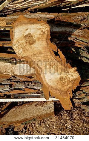 Huge crosscut slab of wood indicates two tree trunks grew together into one tree