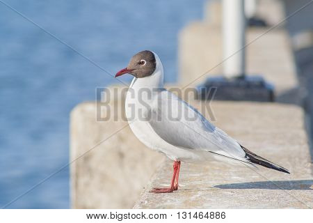 Seagull Sitting On The Concrete Fence, The Promenade Of The Gulf In The City Of Cheboksary, Chuvash