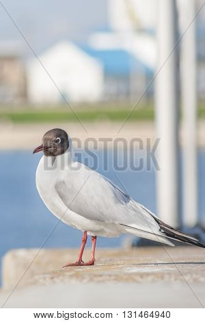 Seagull Sitting On A Concrete Fence. In The Background Of The Church Building, The Water Area Of The