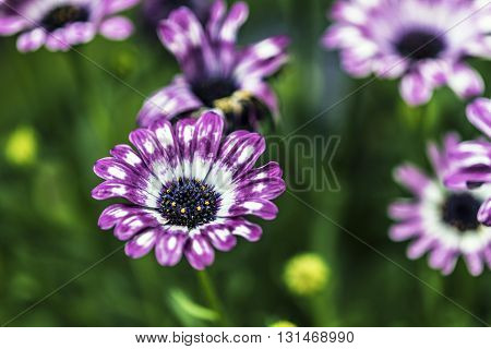 Purple and white flower macro closeup outdoor
