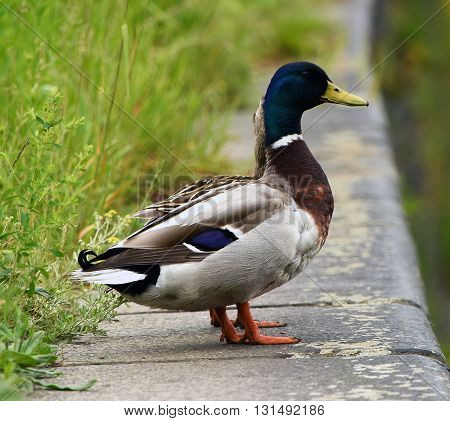 Male and female ducks near river Labe in spring time