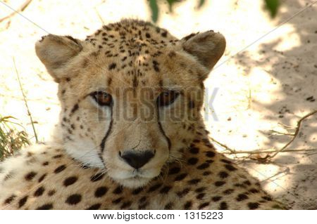 Gepard portrét
