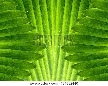 Green leaves abstract background. closeup green leaves