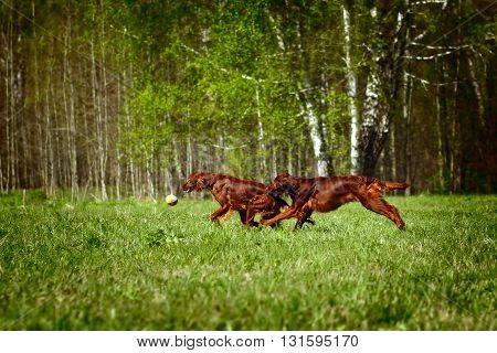 two dogs an Irish setter fun playing ball in the summer
