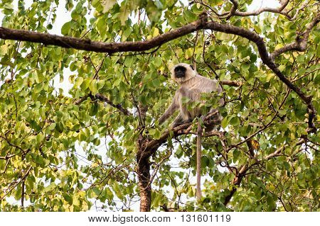Single white monkey Langur in Orissa India