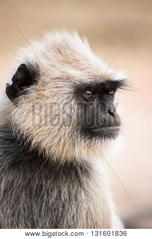 Single white monkey Langur in Orissa India