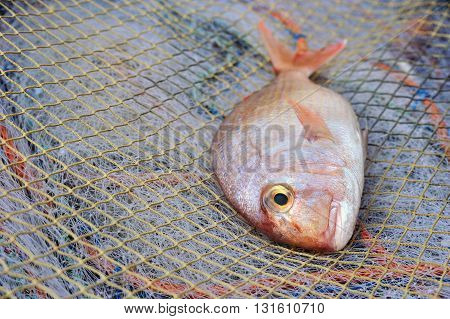 Red Porgy Sea Bream -popular marine cultured fish on fishing nets