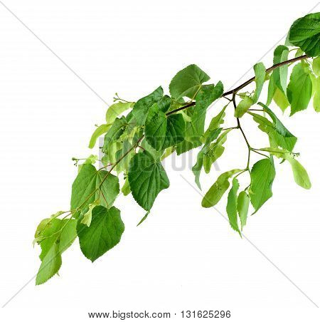 Very young leaves and buds of linden. Early spring. Branch isolated on white background without shadows. Close-up. A charming awakening of nature after winter sleep.