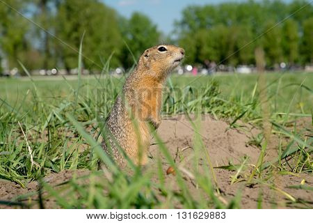 long-tailed ground squirrel (Spermophilus undulatus). Wild souslik