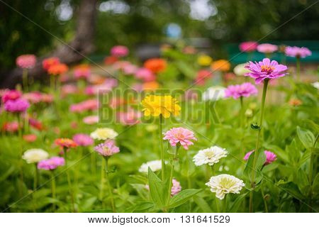 Colorful zinnia flowers in the garden. Side view.
