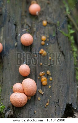 Mushrooms (slime mould Lycogala epidendrum) on an old stump