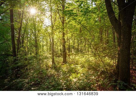 Forest landscape in the evening. The nature of Russia.