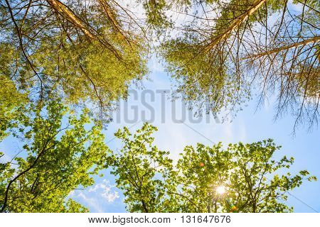 The green trees top in forest blue sky and sun beams shining through leaves. Bottom view.